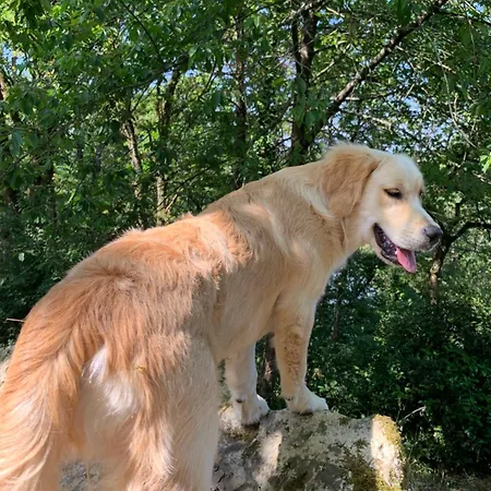 Le Manoir Des Rochers * Bouere