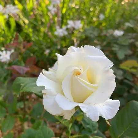 Homestay Le Manoir Des Rochers