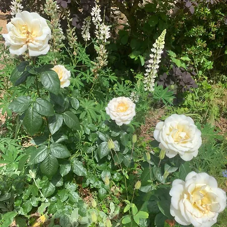 Le Manoir Des Rochers * Bouere