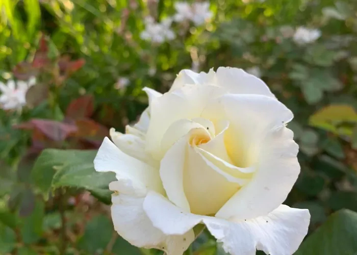 Rum i privatbostad Le Manoir Des Rochers